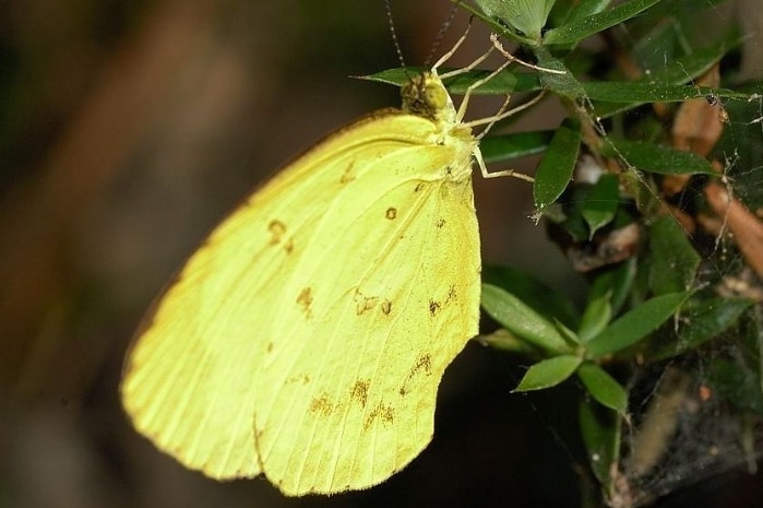 A yellow butterfly resting on a leaf