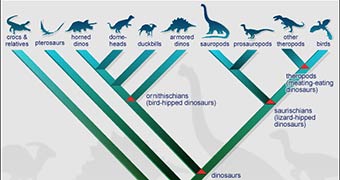 Dinosaur family tree