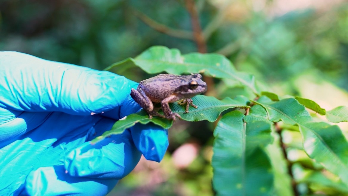 Watson's Tree Frog Breeding Program - ABC News