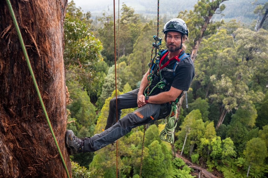 A man wearing climbing gear hangs off a huge tree, a long way off the bush below