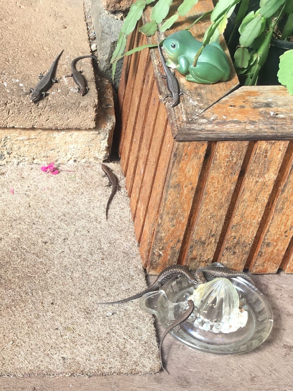 Ian Norton feeds the skinks in his yard
