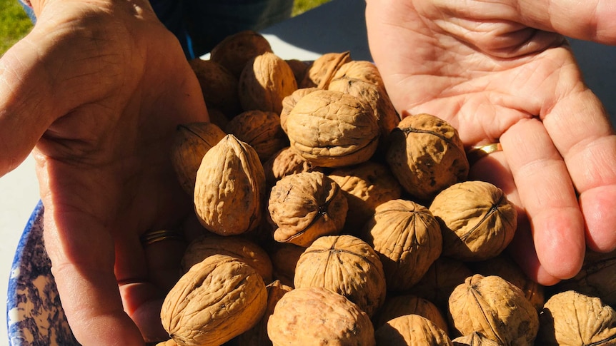 A handful of walnuts