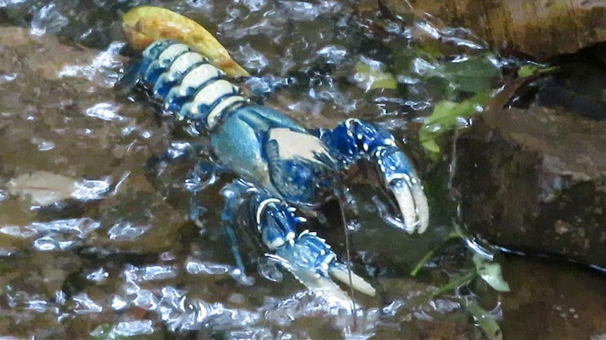 Video still of a Lamington spiny crayfish
