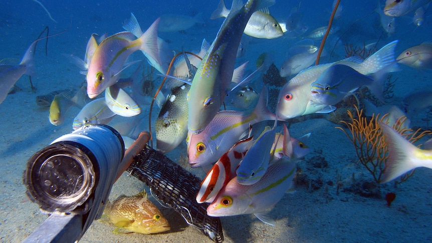 Colourful fish near a baited underwater camera.