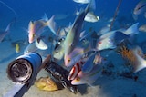 Colourful fish near a baited underwater camera.