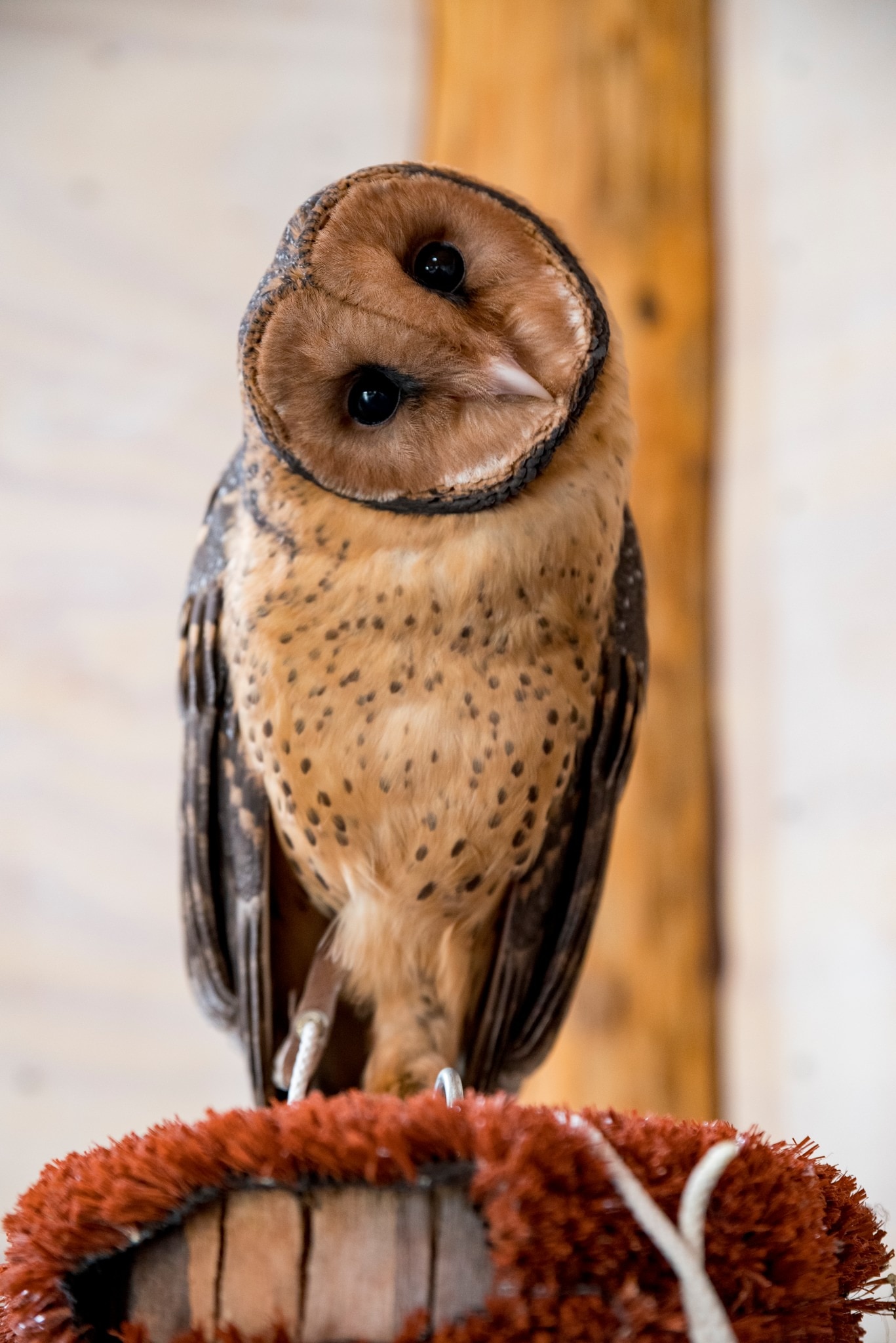 Tasmanian masked owl turning head