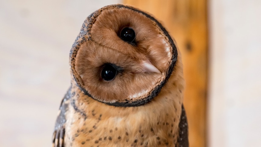 Tasmanian masked owl turning head