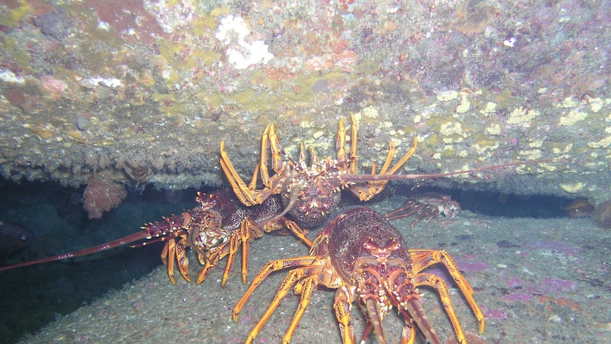 Spiny lobsters underwater