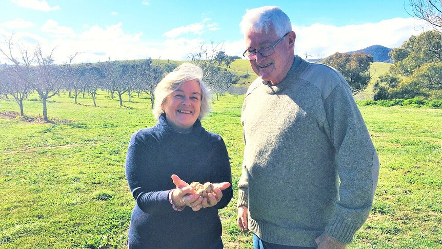 A smiling man and woman holding a handful of walnuts in front of a green orchard