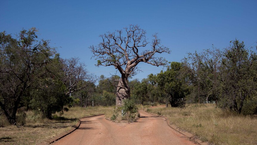 A road divides around a boab tree