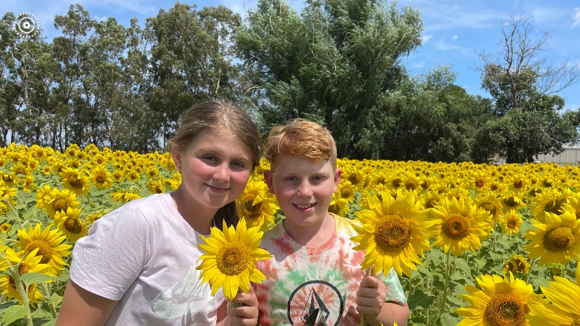 two kids in a paddock of sunflowers