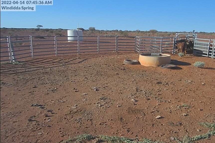 View of stock trough from remote monitoring camera.