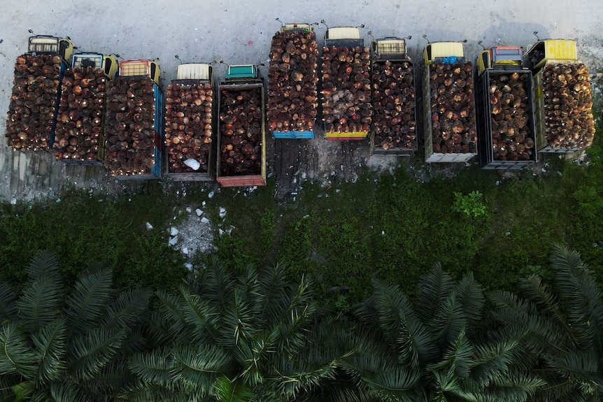 A top-down view of 11 trucks parked on the edge of lush jungle.  All are full of brown fruits