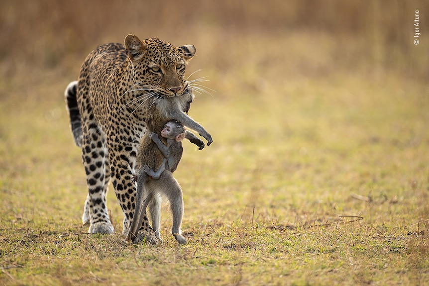 A female leopard holding in its mouth a dead baboon and its live baby 