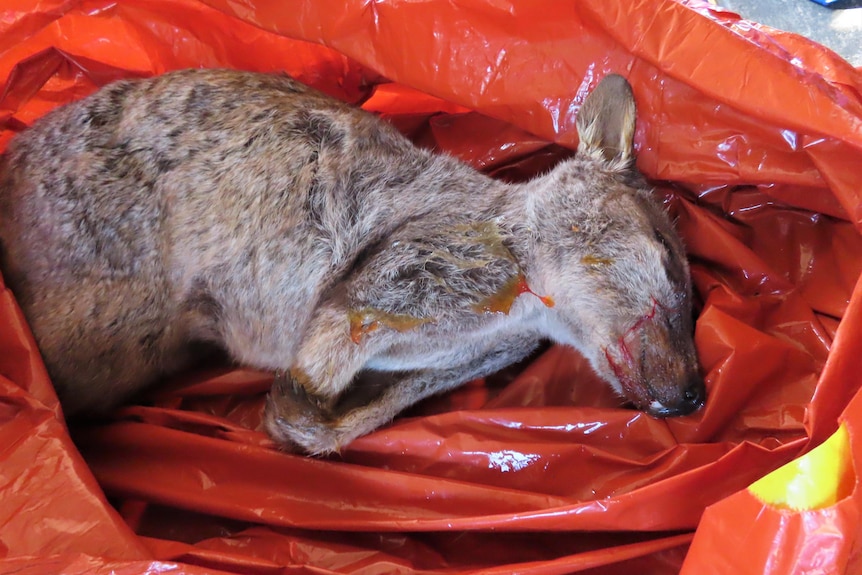 grey rock wallaby lies on orange garbage bag with blood on its face