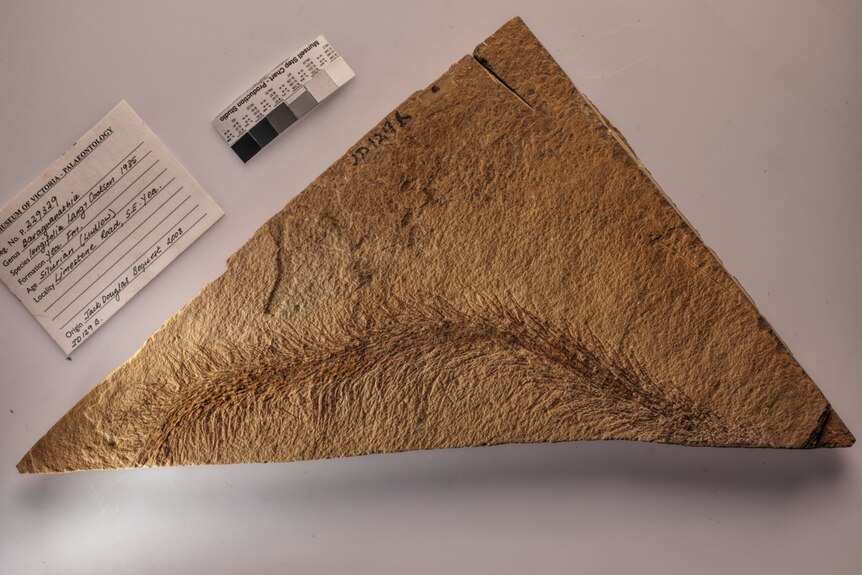 The fossilised baragwanathia inside a rock.
