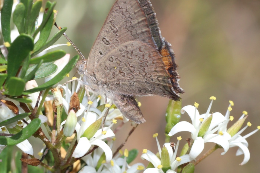 A butterfly on green leaves and white flowers. The underneath of its wings are speckled brown.