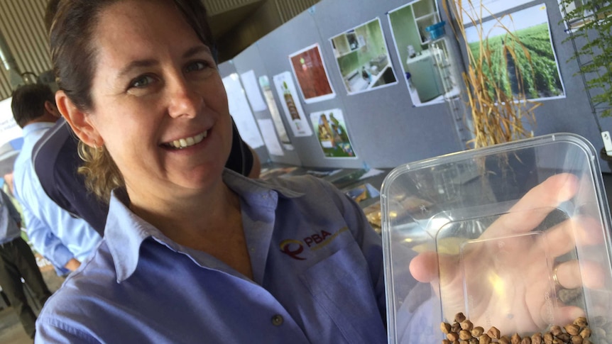 DPI scientist Dr Jenny Wood holds some chickpeas in a plastic container.
