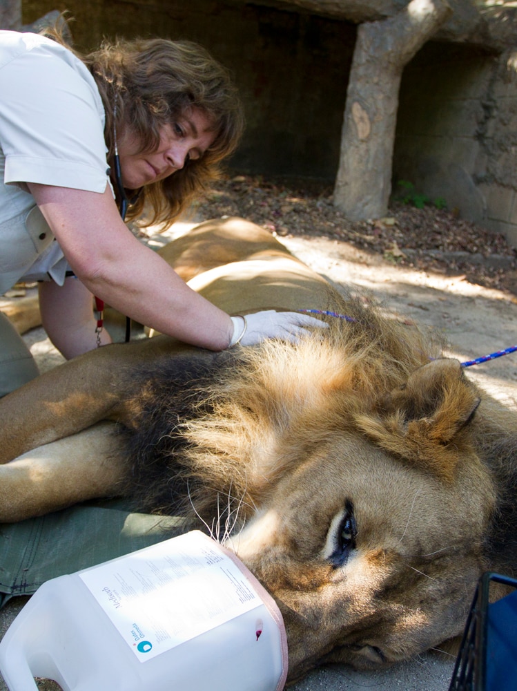 Vet attends to the lion