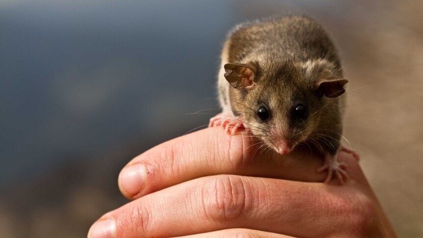 A Mountain pygmy possum sits on someone's hand.