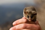 A Mountain pygmy possum sits on someone's hand.