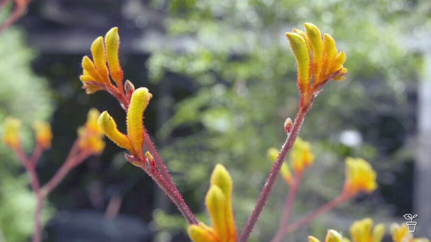 Close up of an orange and yellow Kangaroo Paw flower.