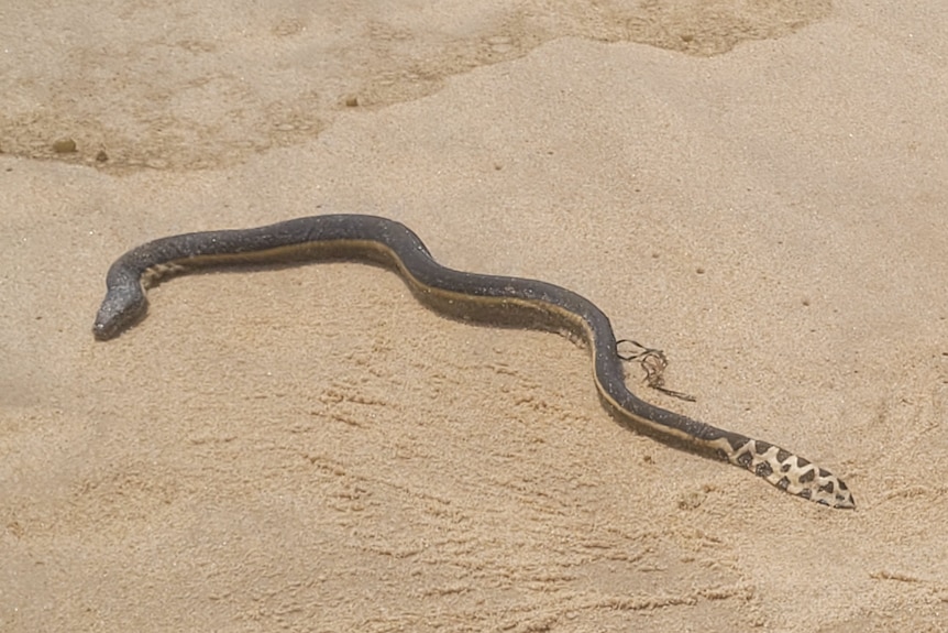 a snake on the sand with a spotted tail