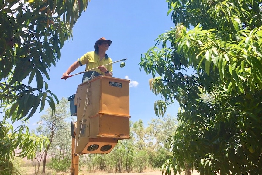 Volunteer in cherry picker at mango orchard in Kununurra