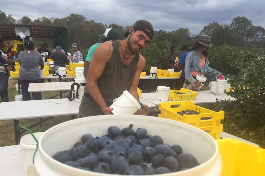 A blueberry picker at Mountain Blue farm