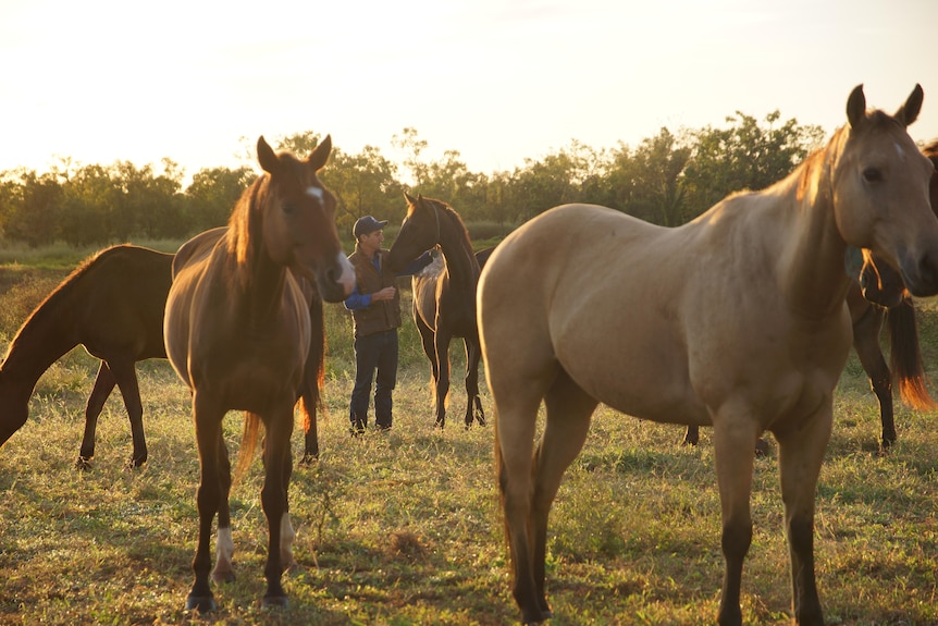 Image of a man standing with multiple horses.