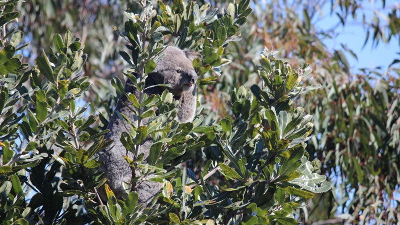 southern highlands koala