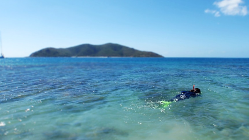 Snorkelling in the Great Barrier Reef