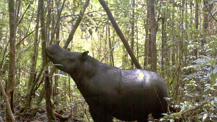 A Sumatran rhinoceros at the Mount Leuser National Park in Indonesia's Sumatra island