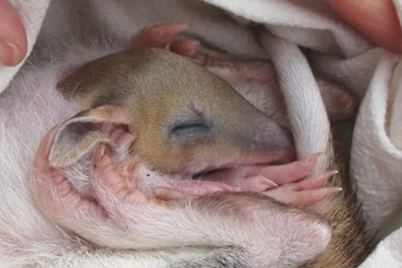 A baby bandicoot sleeping in a pouch