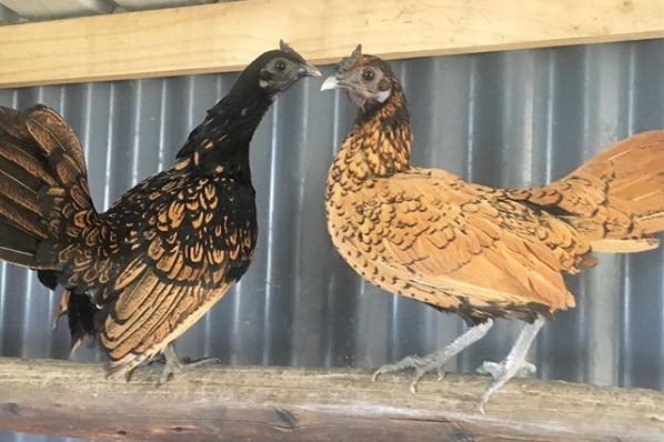 Mr Hand breeds seabright bantams, small chickens with impressive feathers.