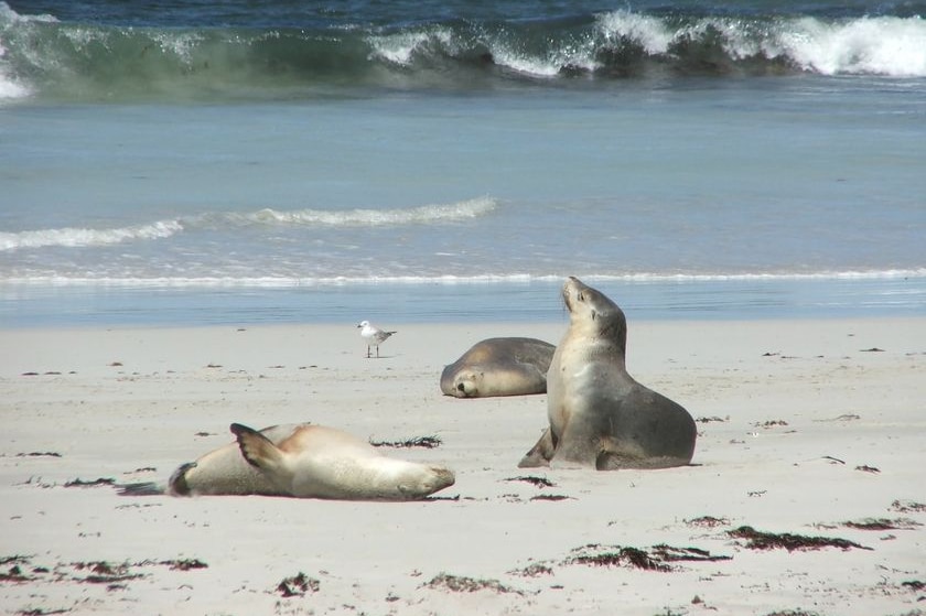 Sealions