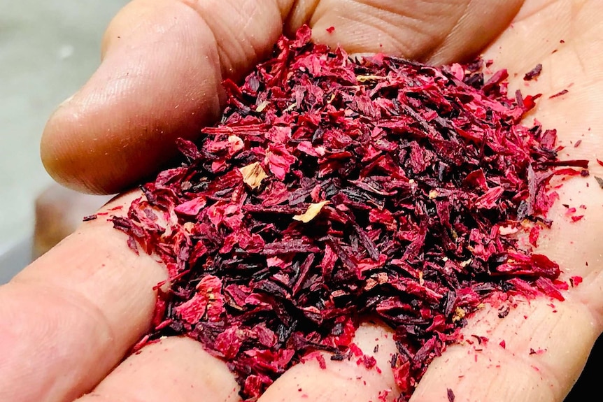 A man's hands holding dried Rosella Flower