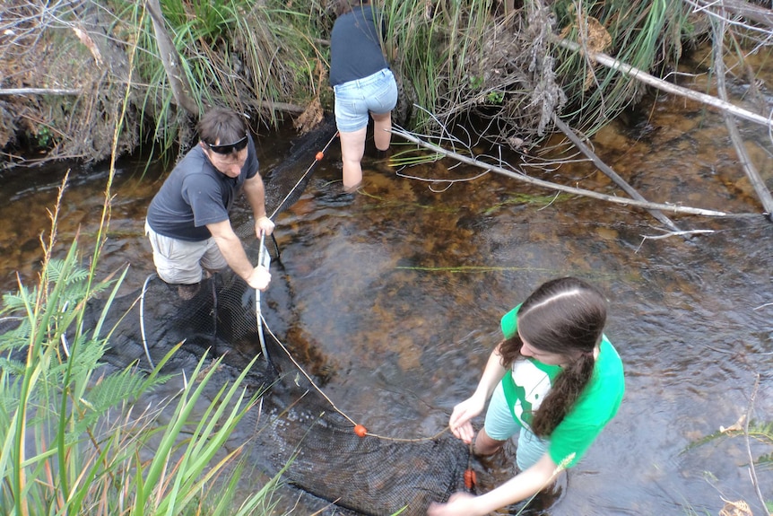 Three people hold a net along a creek.