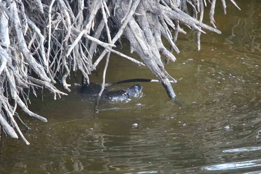 A platypus and rakali tumbling in the water near the river bank.