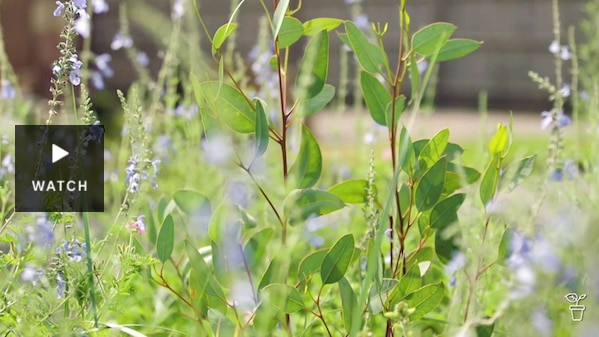 A meadow style garden with young eucalypts and blue-flowered plants. Has Video.