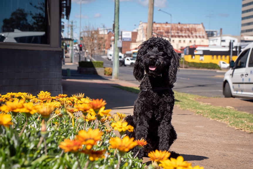 A black cavoodle sits on a Toowoomba footpath.