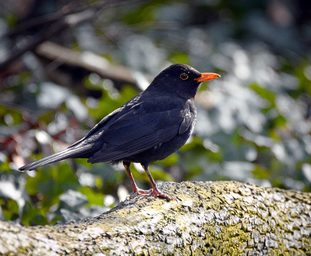 Tasmanian wildlife rescuer assaulted girls who were helping him bury ...