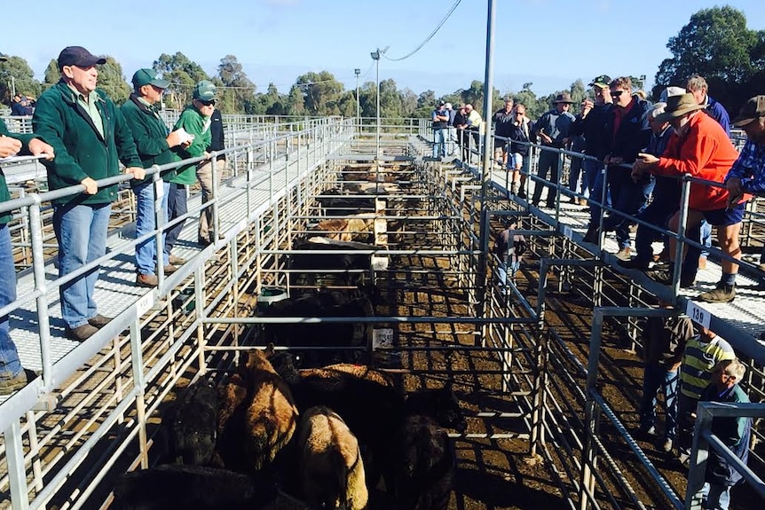 Two groups of people stand opposite each other on the upper level of some cattle stalls.