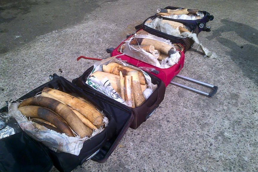 Suitcases filled with ivory elephant tusks.