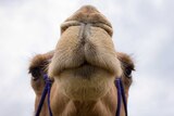 A camel close up showing its soft furry mouth and long eyelashes