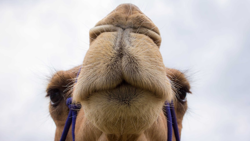 A camel close up