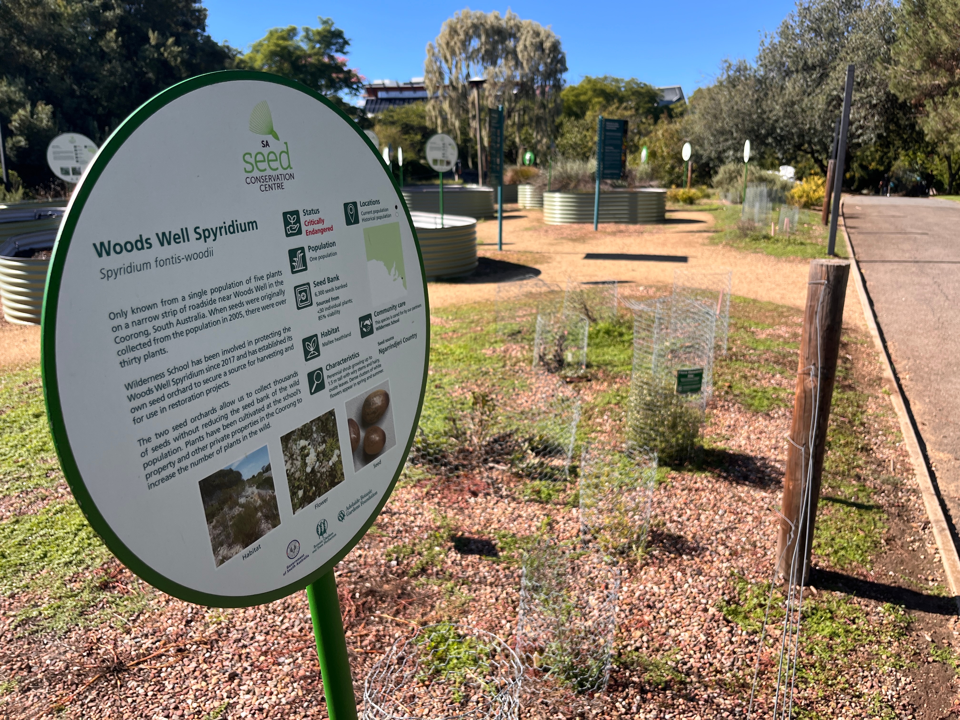 A sign with information about the Woods Well spyridium next to a number of plants.