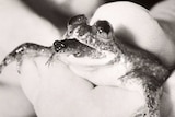 Gastric brooding frog gives birth