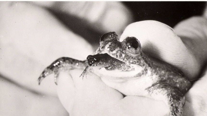 Gastric brooding frog gives birth