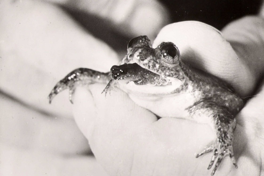 A black and white image of a frog with a baby frog in its mouth. 